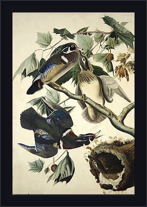 Framed John James Audubon wood duck painting