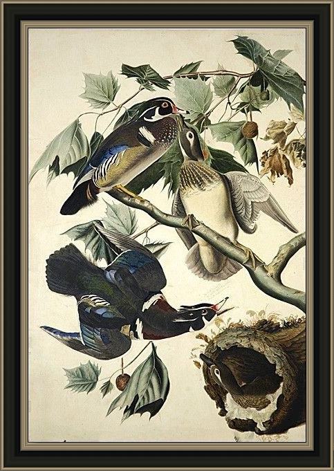 Framed John James Audubon wood duck painting