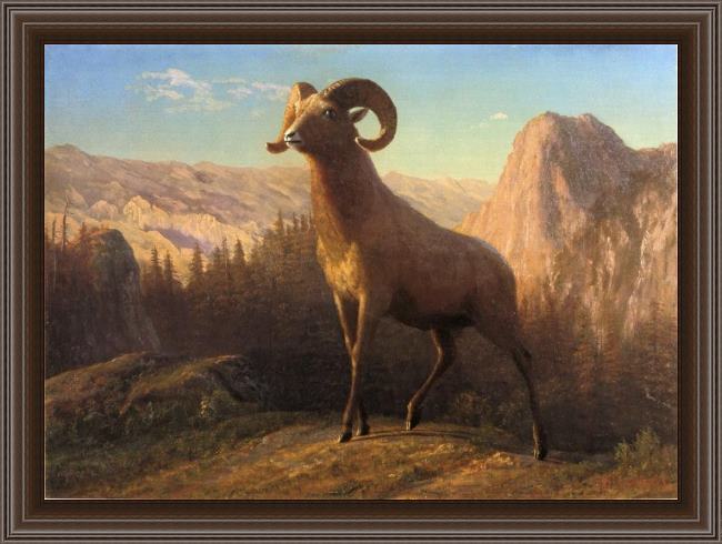 Framed Albert Bierstadt a rocky mountain sheep ovis montana painting