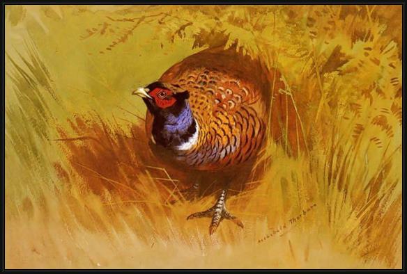 Framed Archibald Thorburn a cock pheasant painting
