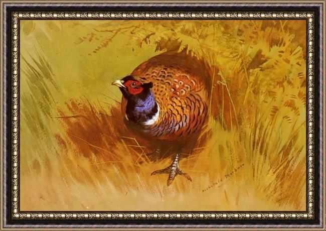 Framed Archibald Thorburn a cock pheasant painting