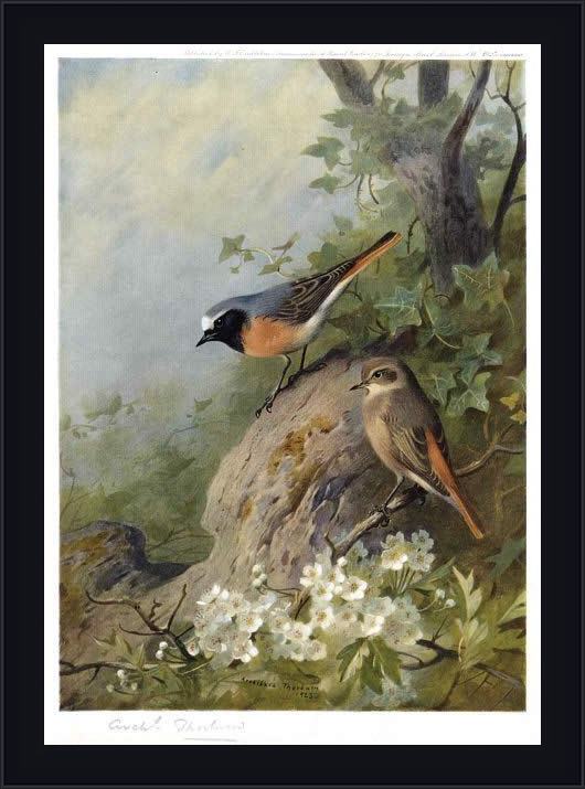 Framed Archibald Thorburn cock and hen redstarts painting