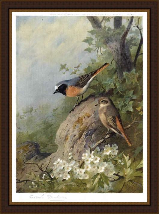 Framed Archibald Thorburn cock and hen redstarts painting