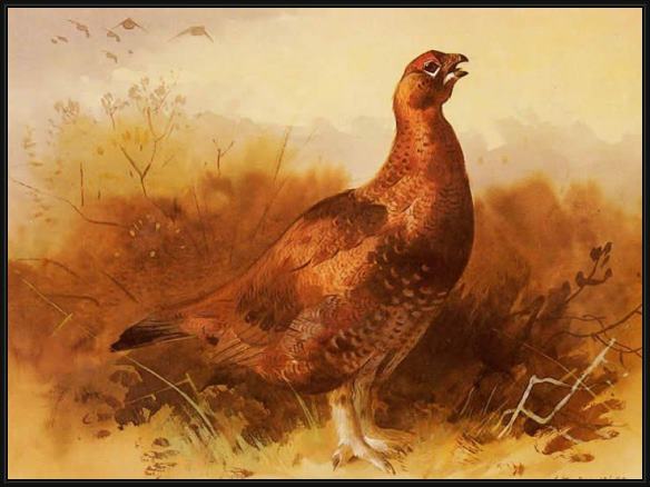Framed Archibald Thorburn cock grouse painting