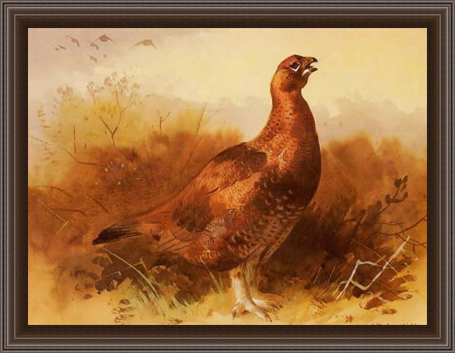 Framed Archibald Thorburn cock grouse painting