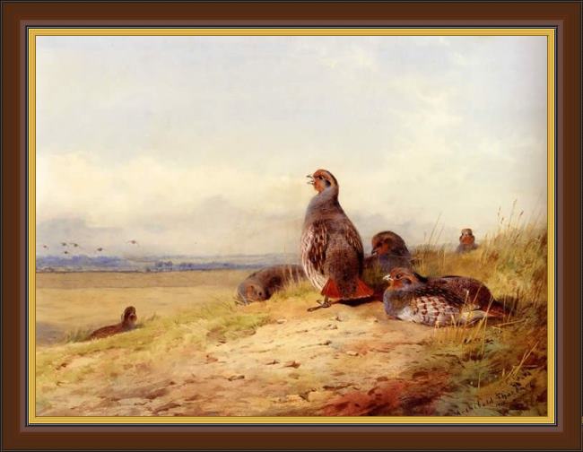 Framed Archibald Thorburn red partridges painting