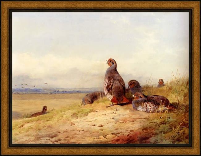 Framed Archibald Thorburn red partridges painting