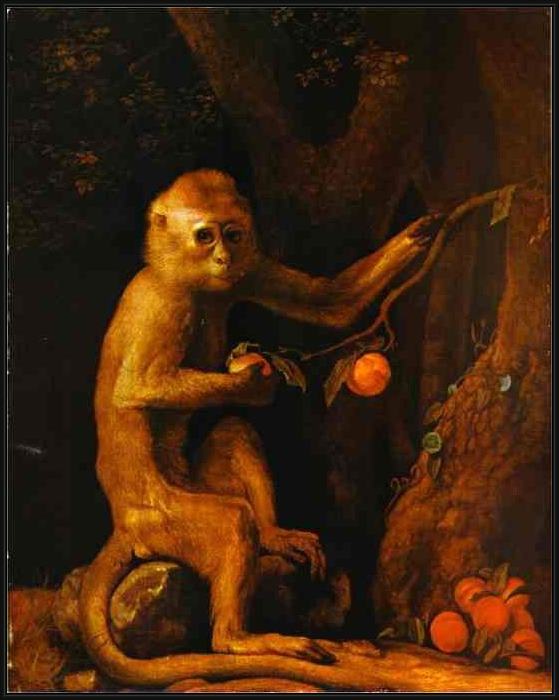 Framed George Stubbs green monkey painting