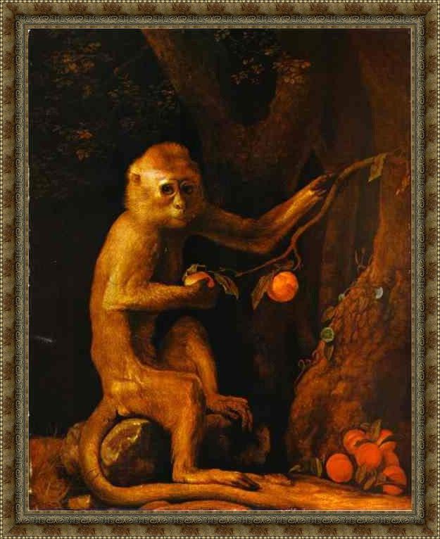 Framed George Stubbs green monkey painting