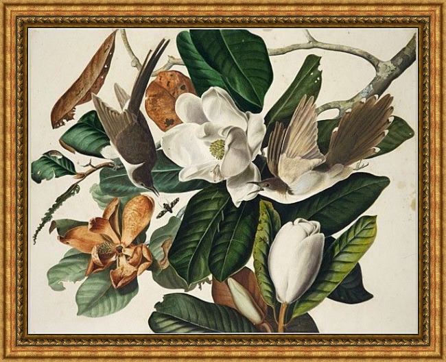 Framed John James Audubon black-billed cuckoo painting