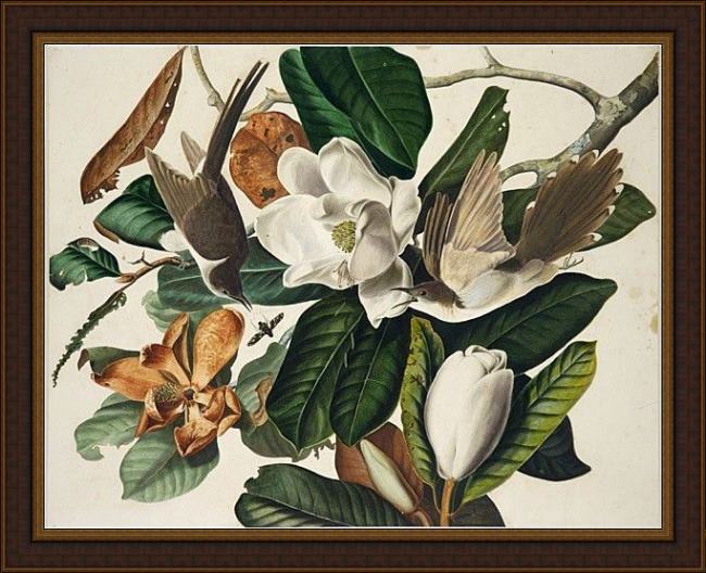Framed John James Audubon black-billed cuckoo painting
