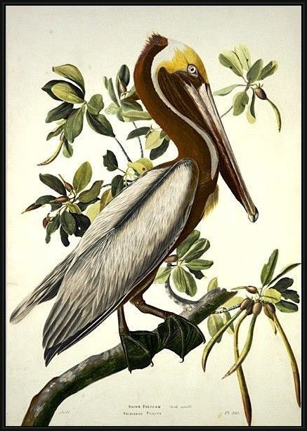 Framed John James Audubon brown pelican painting