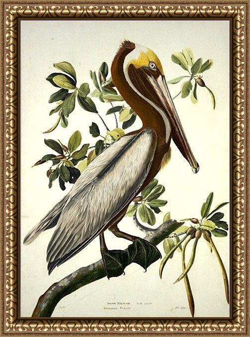 Framed John James Audubon brown pelican painting