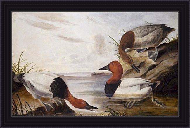 Framed John James Audubon canvasback duck painting