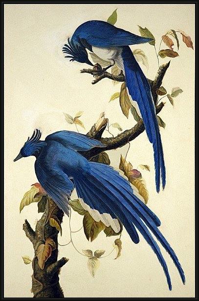Framed John James Audubon columbia jay painting
