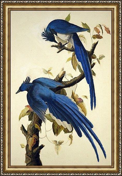 Framed John James Audubon columbia jay painting