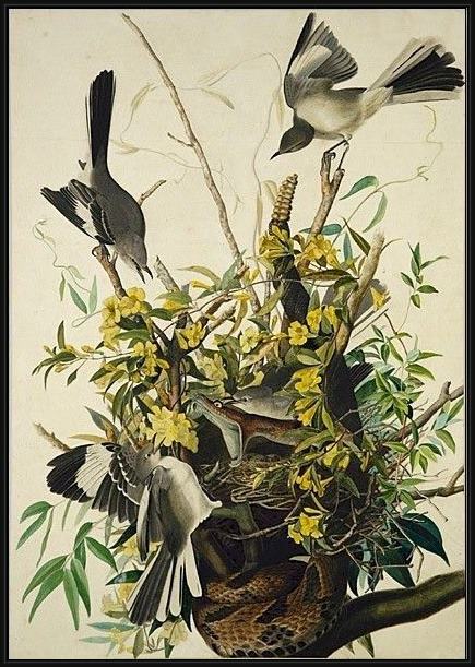 Framed John James Audubon mocking bird painting