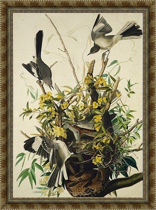 Framed John James Audubon mocking bird painting