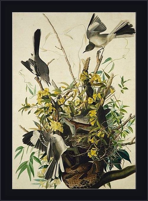 Framed John James Audubon mocking bird painting