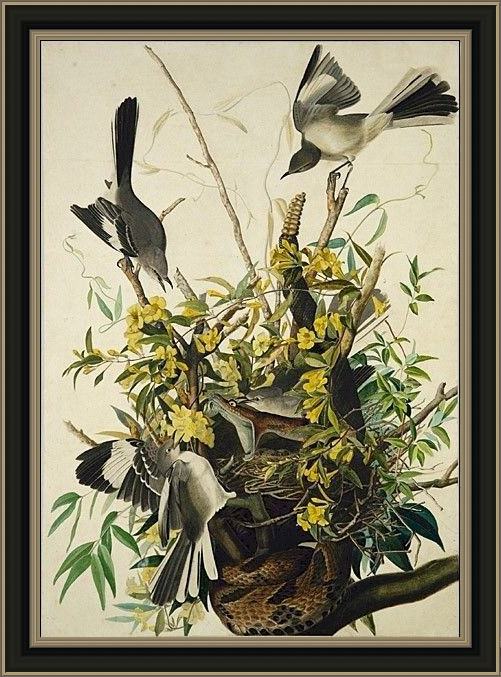 Framed John James Audubon mocking bird painting