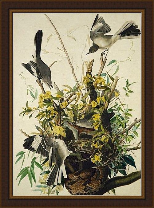 Framed John James Audubon mocking bird painting