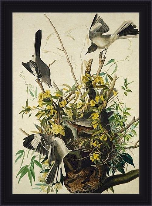 Framed John James Audubon mocking bird painting