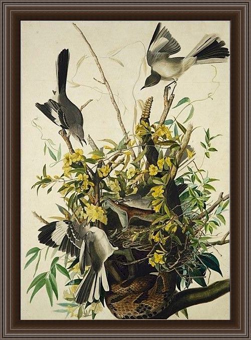 Framed John James Audubon mocking bird painting
