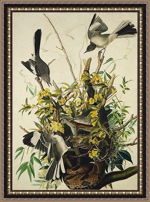 Framed John James Audubon mocking bird painting