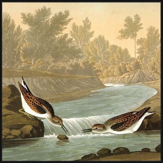 Framed John James Audubon predators painting