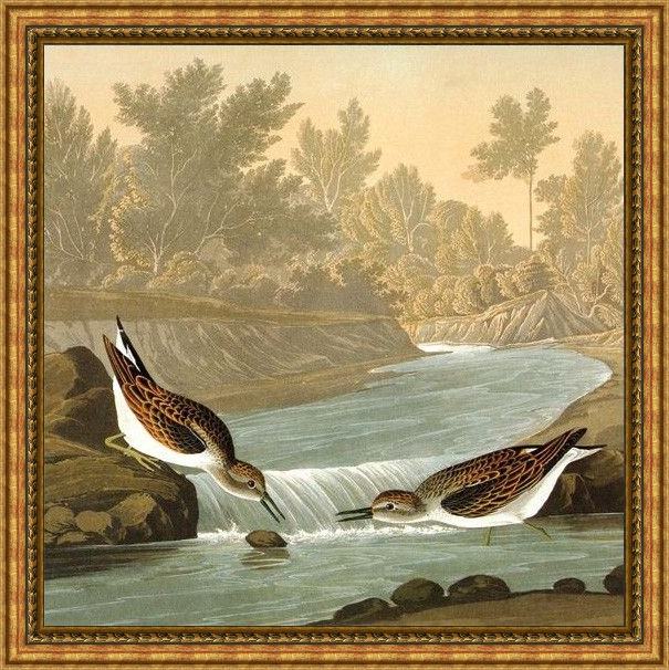 Framed John James Audubon predators painting