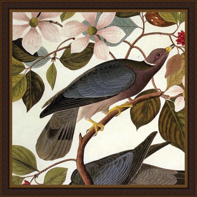 Framed John James Audubon tailed pigeon painting