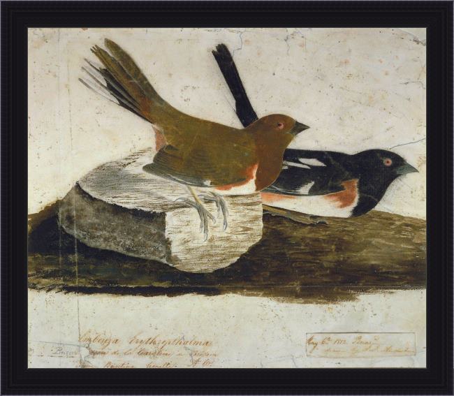 Framed John James Audubon towhee bunting painting