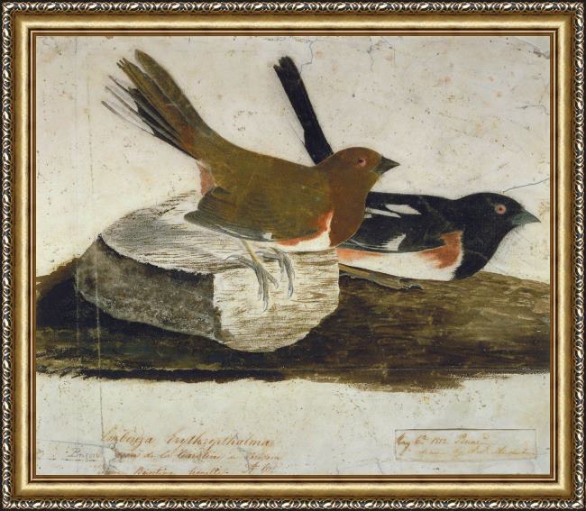 Framed John James Audubon towhee bunting painting