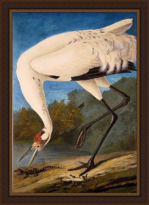 Framed John James Audubon whooping crane painting