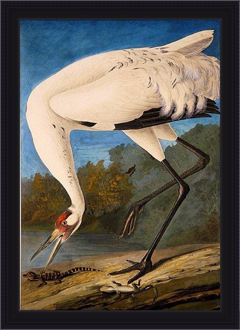 Framed John James Audubon whooping crane painting