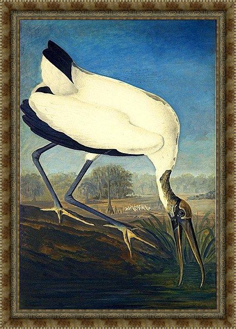 Framed John James Audubon wood ibis painting