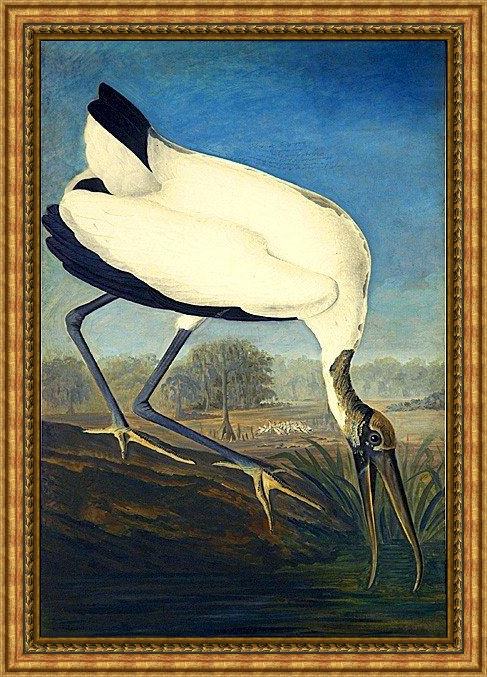 Framed John James Audubon wood ibis painting