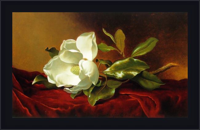 Framed Martin Johnson Heade a magnolia on red velvet painting