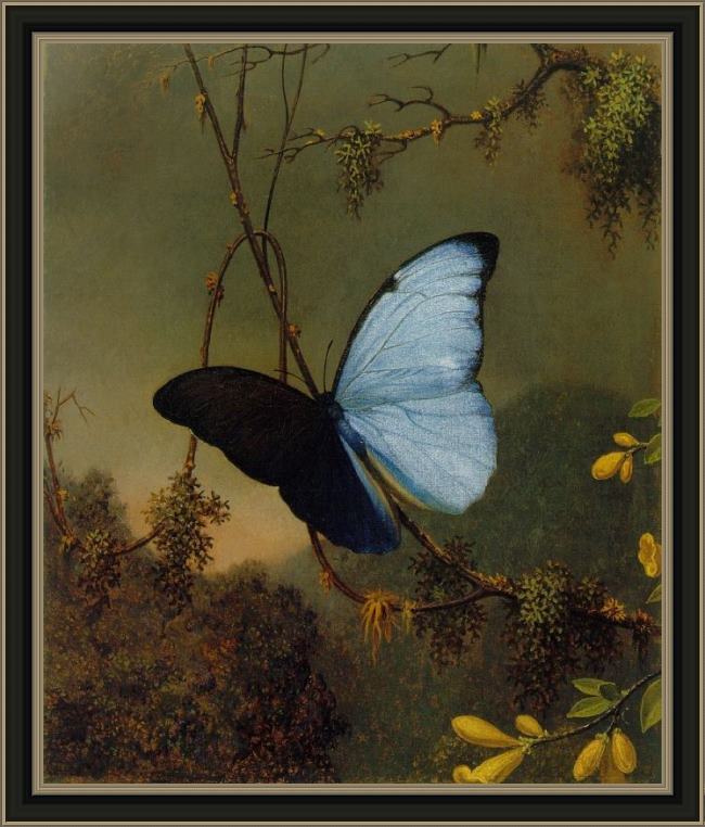 Framed Martin Johnson Heade blue morpho butterfly painting