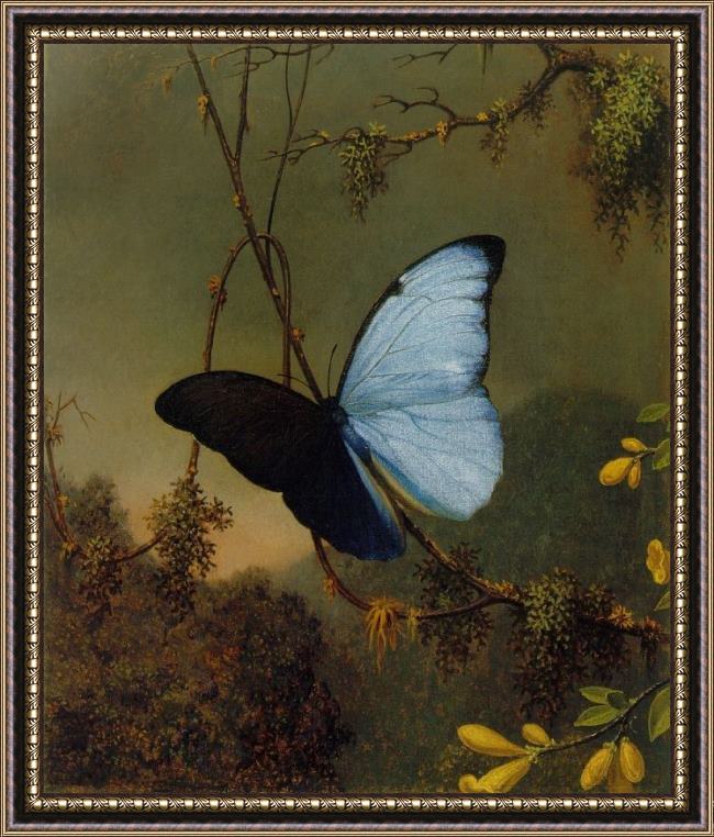 Framed Martin Johnson Heade blue morpho butterfly painting