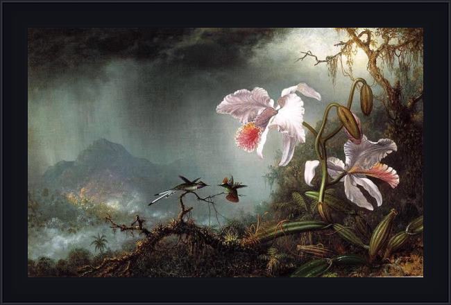 Framed Martin Johnson Heade two fighting hummingbirds with two orchids painting