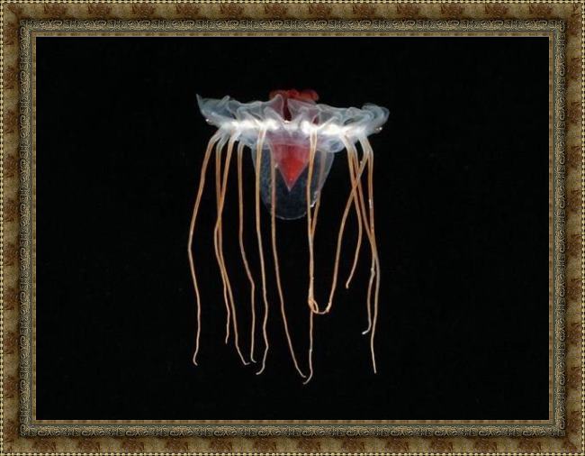 Framed Sea life jellyfish 1 painting