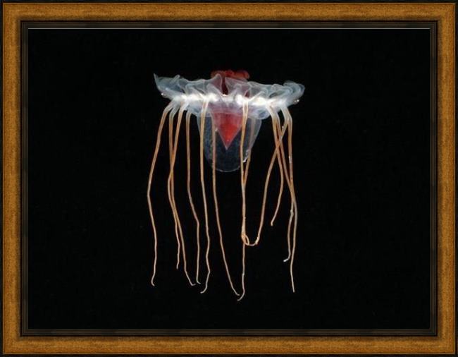 Framed Sea life jellyfish 1 painting