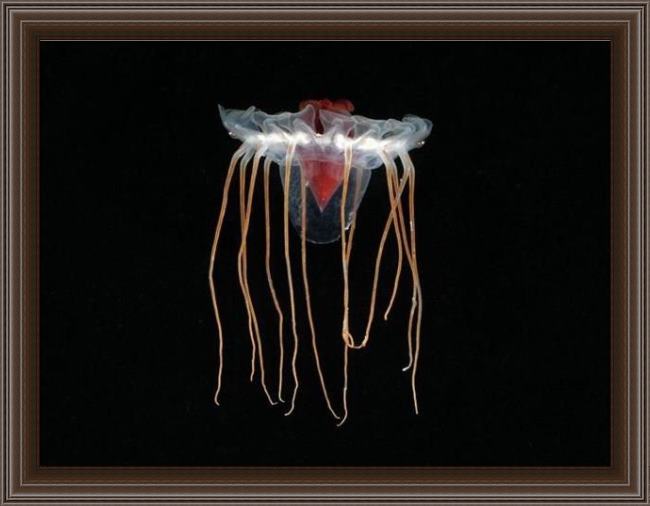 Framed Sea life jellyfish 1 painting