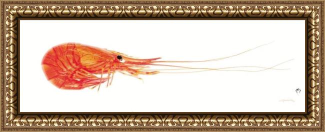 Framed Sea life shrimp painting