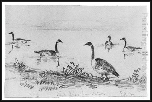 Framed Shepard Alonzo Mount wild geese (from mcguire scrapbook) painting