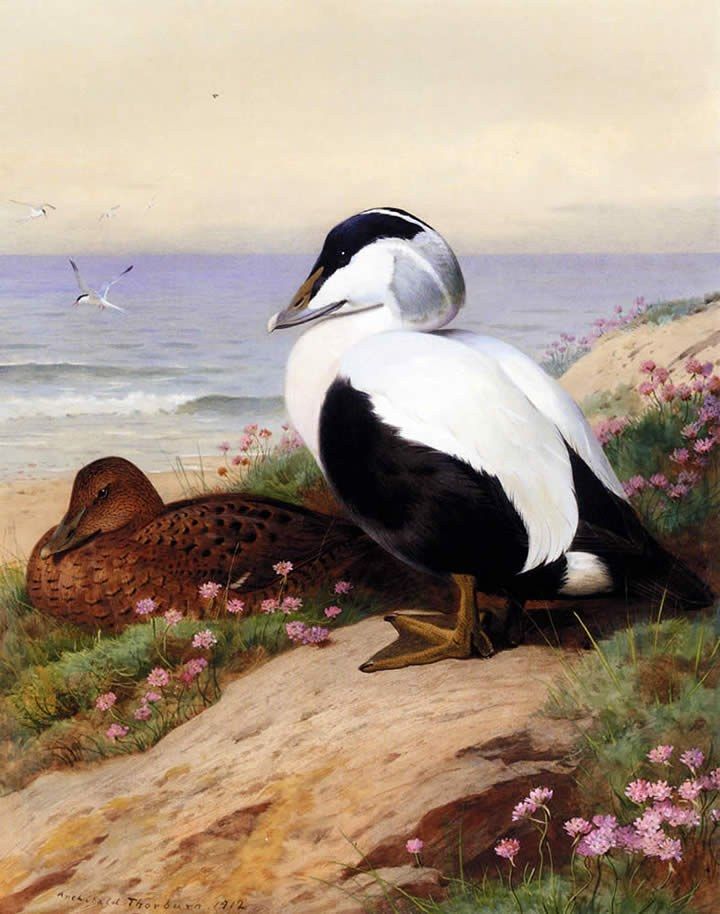 Archibald Thorburn Common Eider Ducks Painting 50% off ...